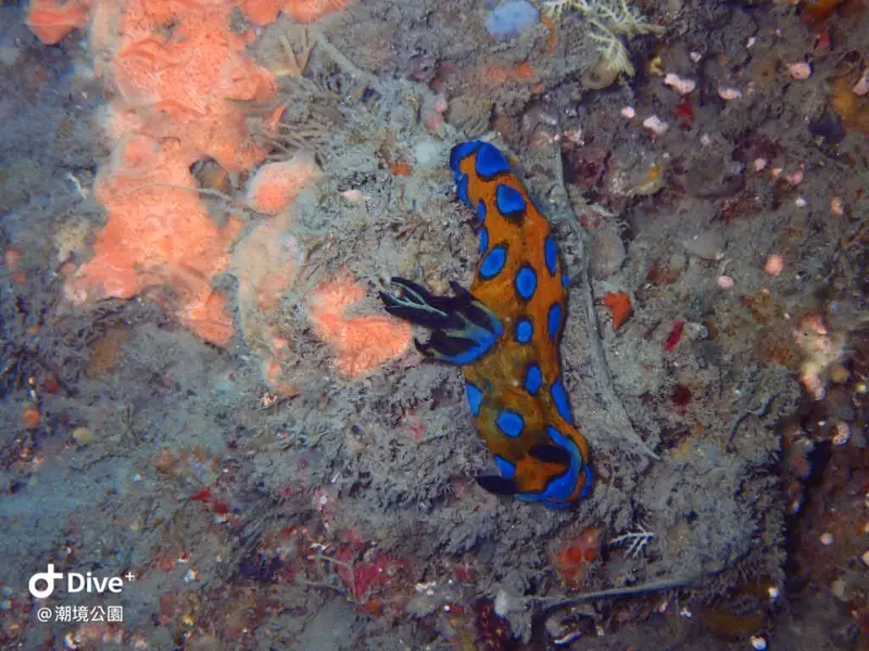 Tambja pulcherrima #スルガリュウグウウミウシ