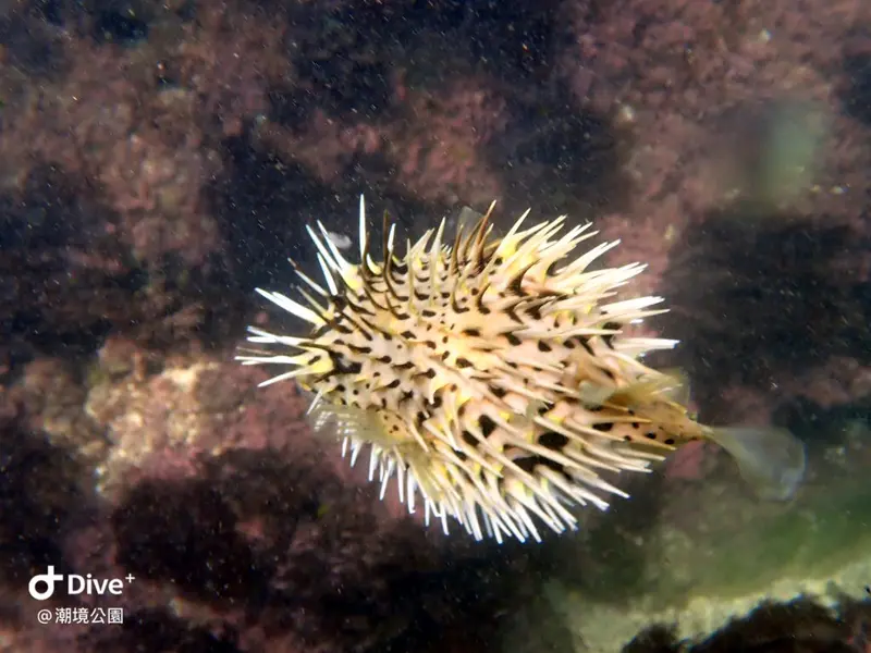 #六斑二齒魨 Diodon holocanthus