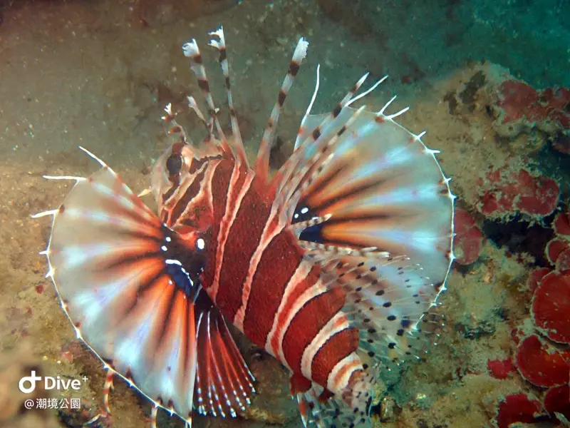 Dendrochirus zebra #斑馬紋多臂簑鮋 
