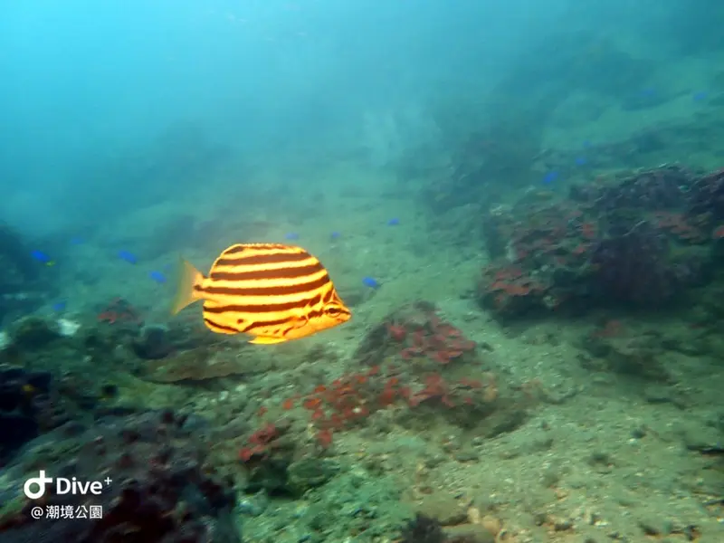 Microcanthus strigatus #條紋細刺魚