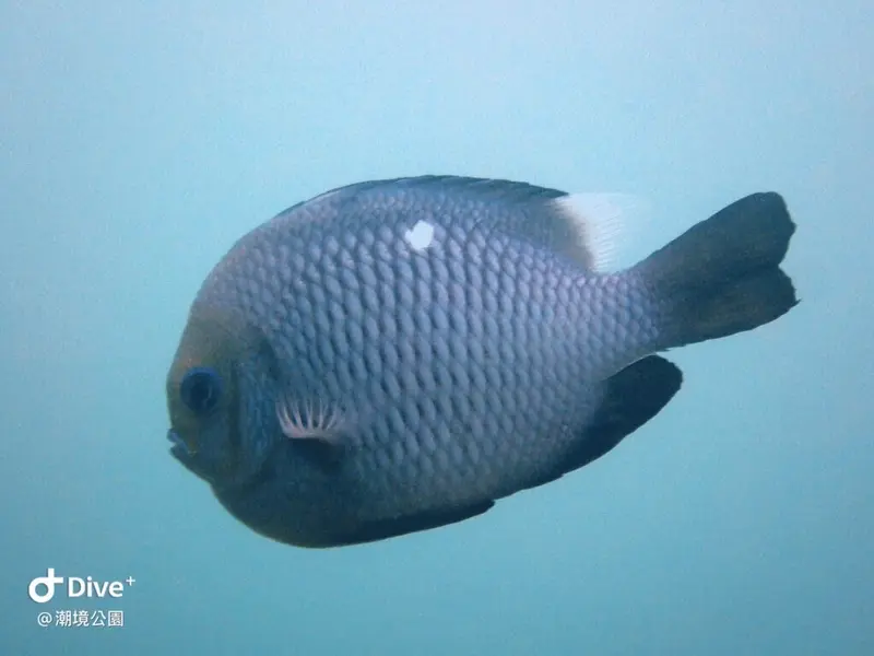 #三斑圓雀鯛 Dascyllus trimaculatus