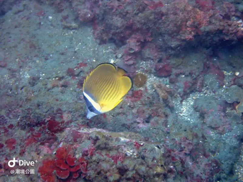 #耳帶蝴蝶魚 Chaetodon auripes