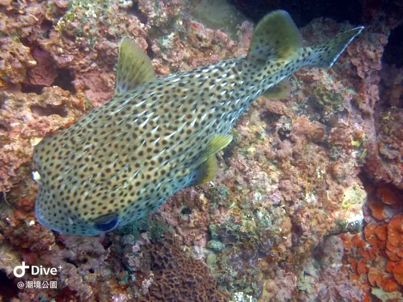 Diodon hystrix #密班二齒魨