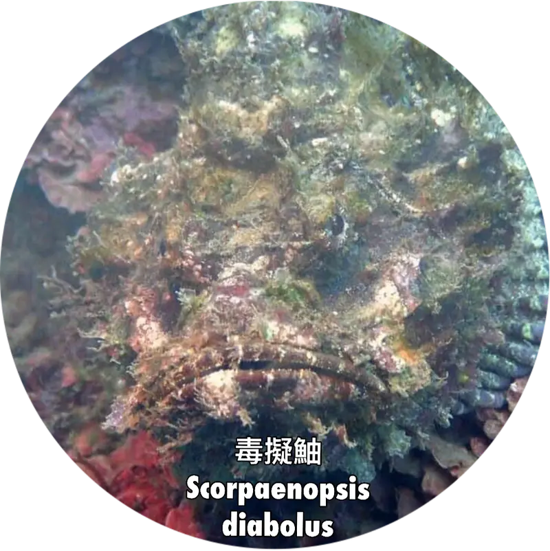 Scorpaenopsis diabolus #毒擬鮋