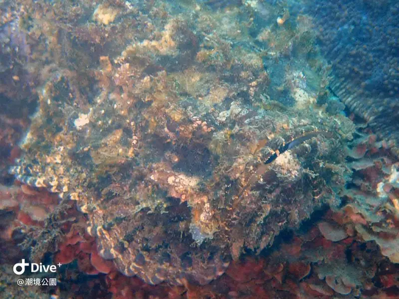 Scorpaenopsis diabolus #毒擬鮋