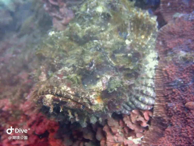 Scorpaenopsis diabolus #毒擬鮋