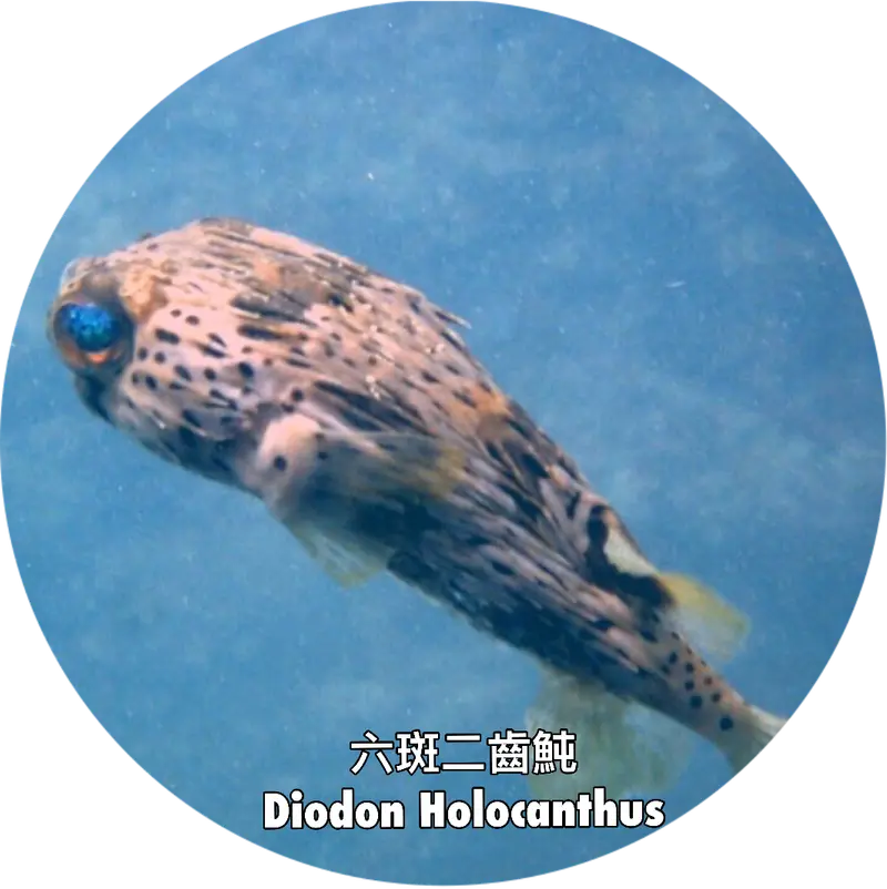 六斑二齒魨 Diodon holocanthus