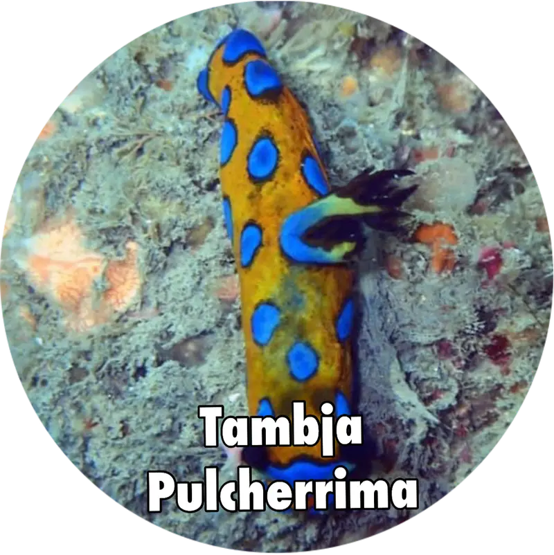 Tambja pulcherrima #スルガリュウグウウミウシ