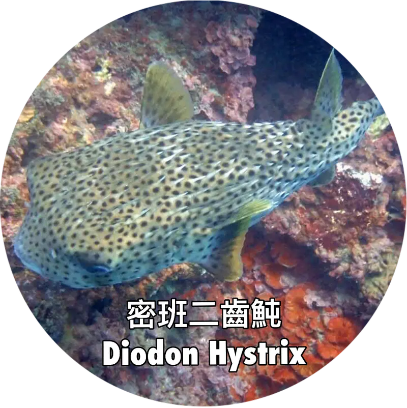 密班二齒魨 Diodon hystrix