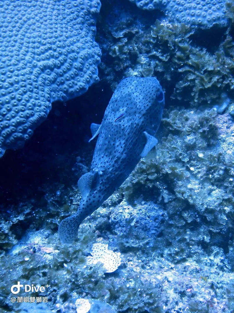 密班二齒魨 Diodon hystrix