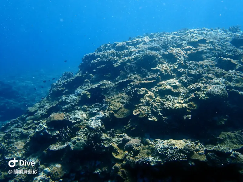 #55 Shell sand