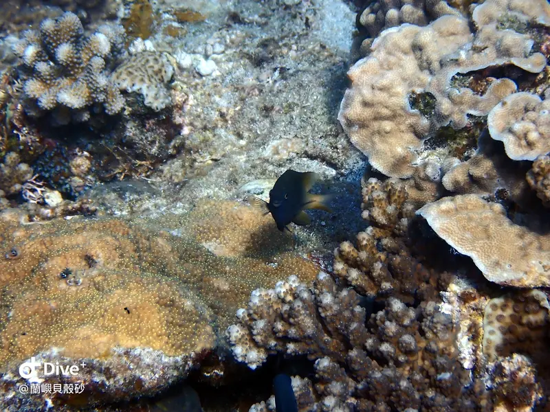 #55 Shell sand