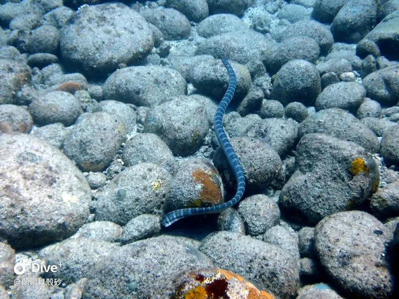 蘭嶼海蛇 Sea Snake