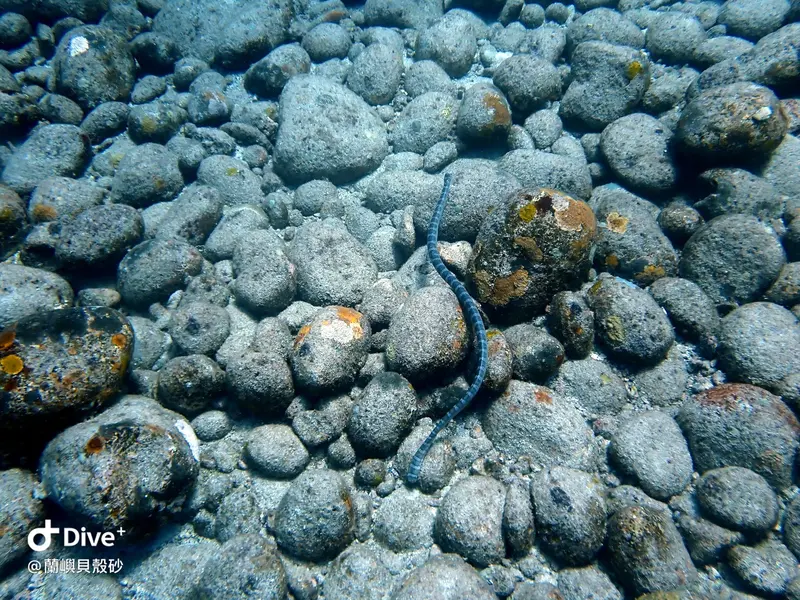 蘭嶼海蛇 Sea Snake