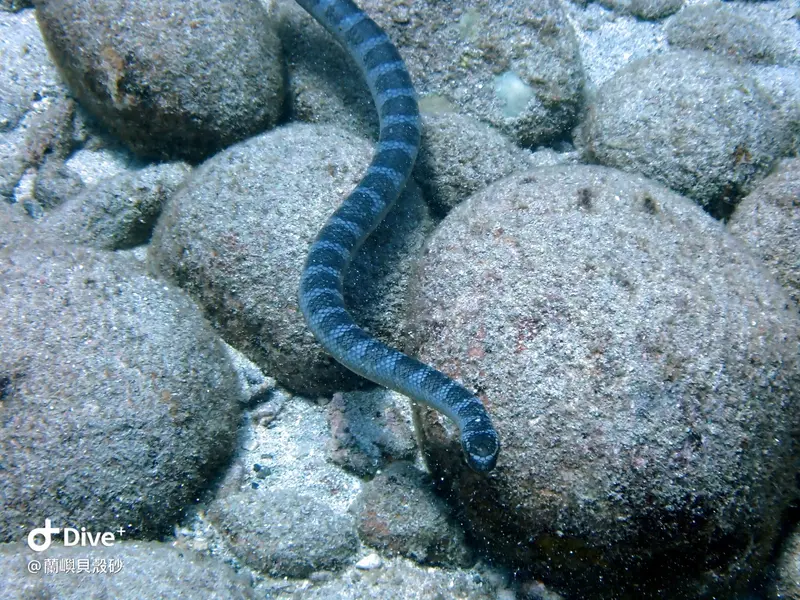 蘭嶼海蛇 Sea Snake
