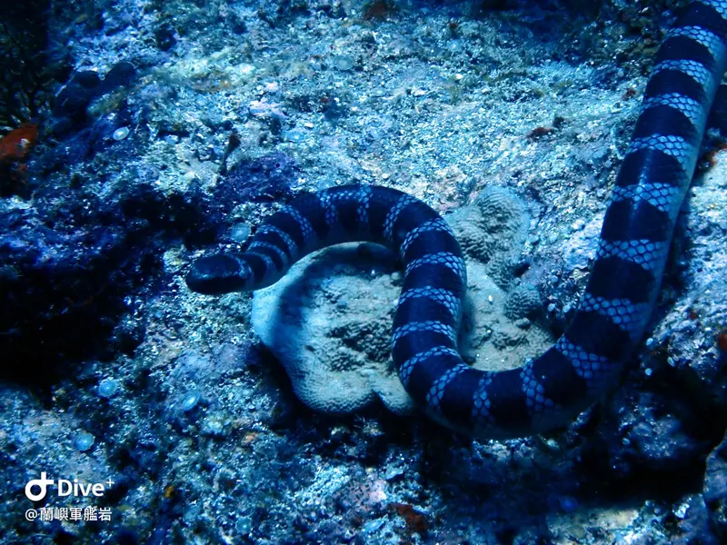 蘭嶼海蛇 Sea Snake