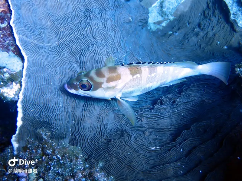 橫帶石斑魚