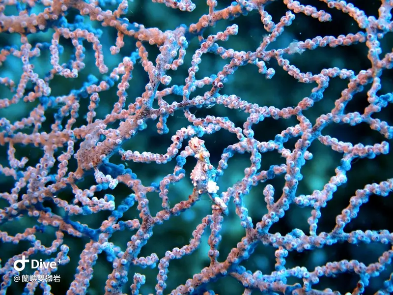 巴氏豆丁海馬 Hippocampus bargibanti