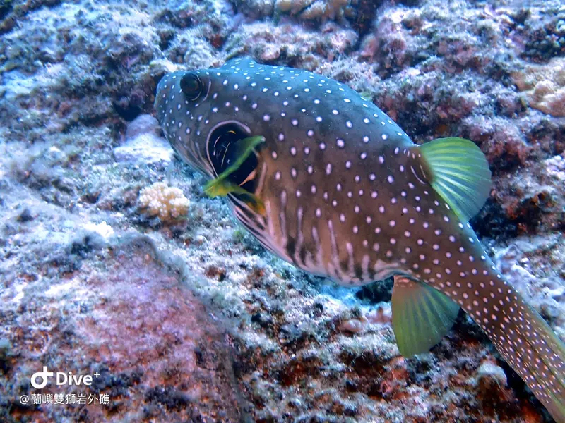 紋腹叉鼻魨 Arothron hispidus