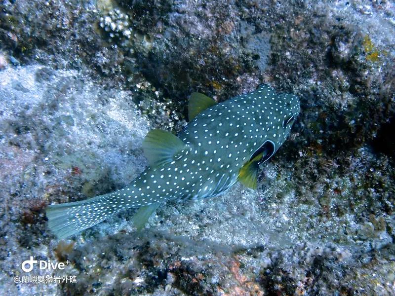 紋腹叉鼻魨 Arothron hispidus
