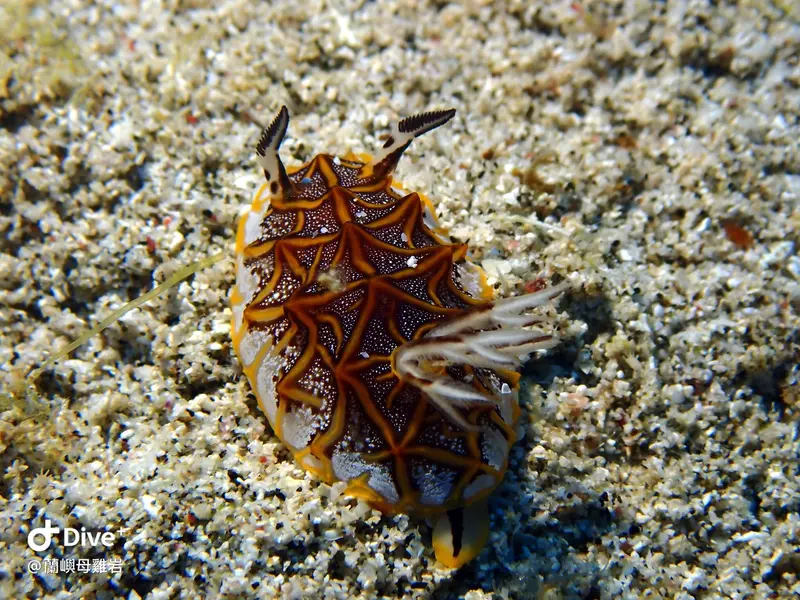 鑲嵌盤海蛞蝓 Halgerda tessellata