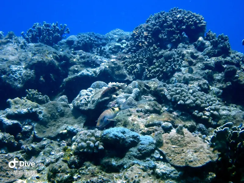 #58 Mujiyan