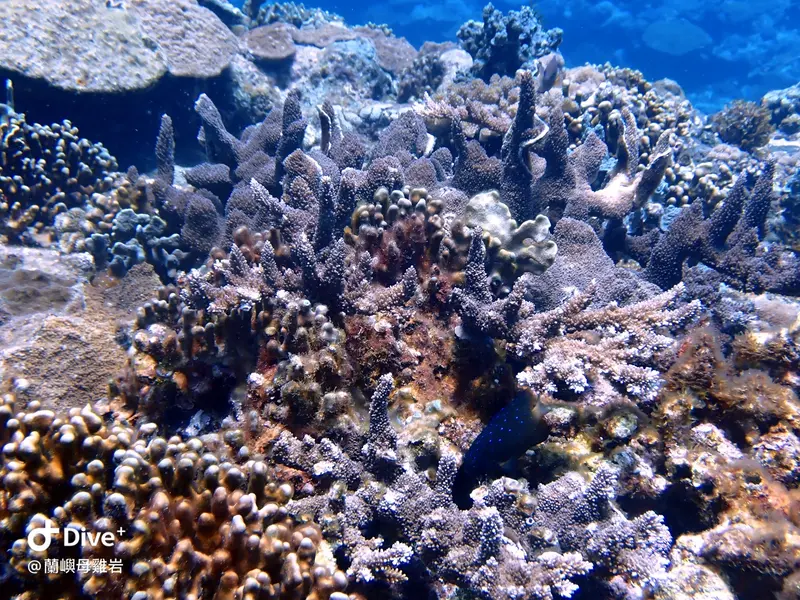 #58 Mujiyan