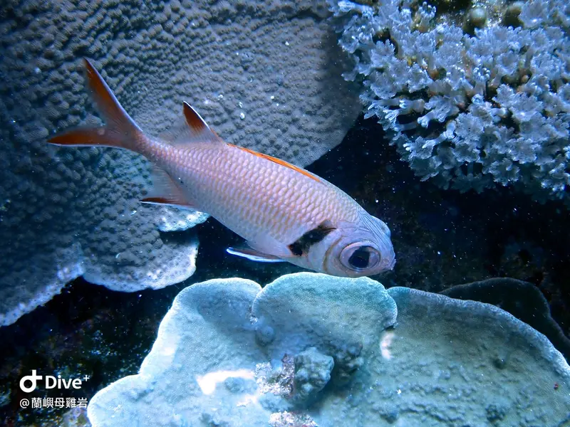 康德鋸鱗魚