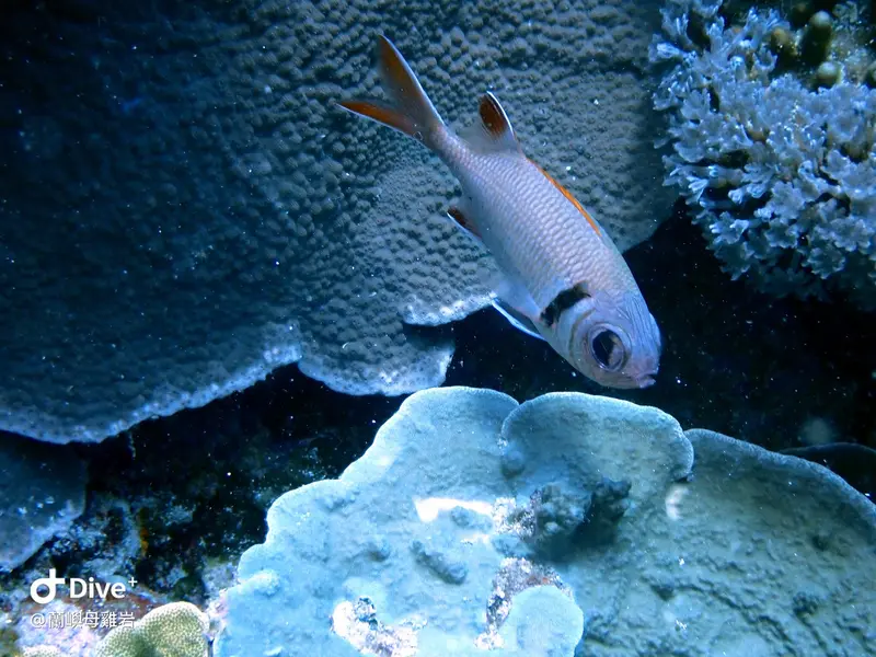 康德鋸鱗魚 Myripristis kuntee