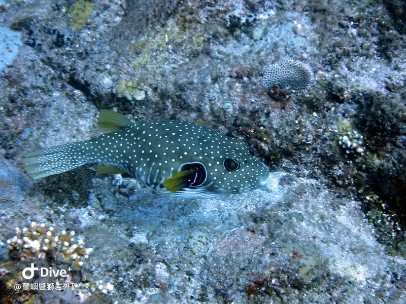 #60 Shuangshiyen Outer reef
