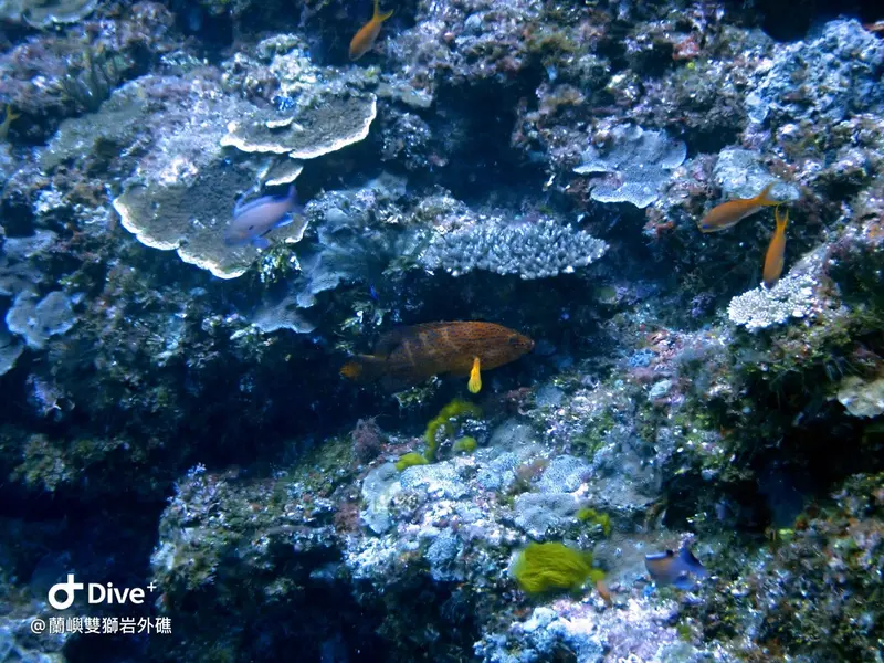 #60 Shuangshiyen Outer reef