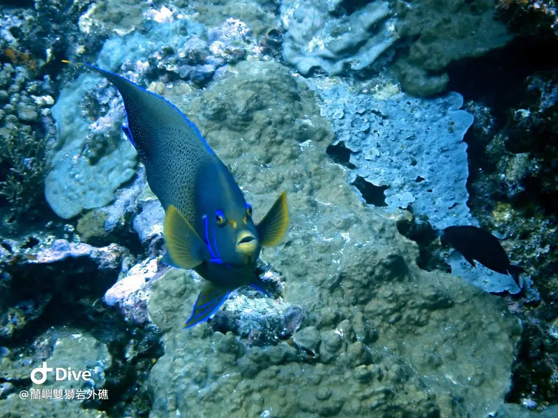 #60 Shuangshiyen Outer reef