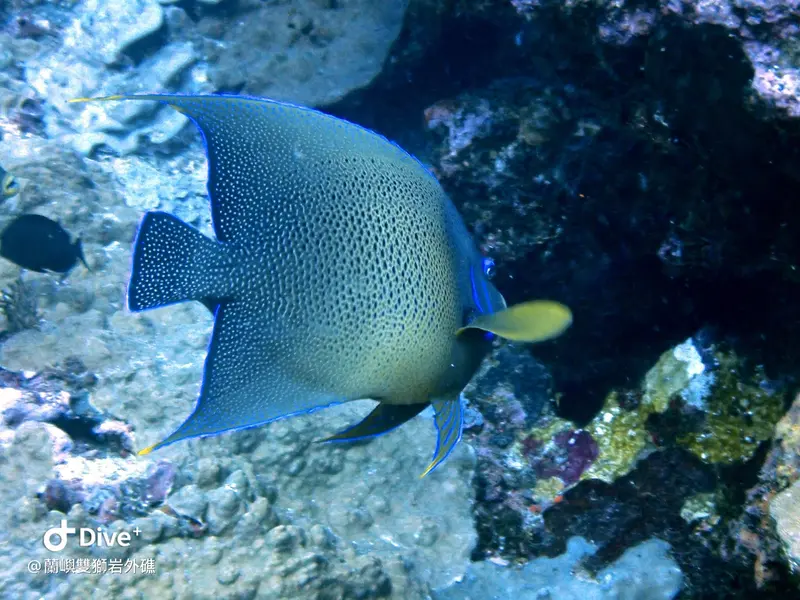 #60 Shuangshiyen Outer reef