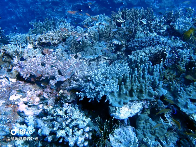 #60 Shuangshiyen Outer reef