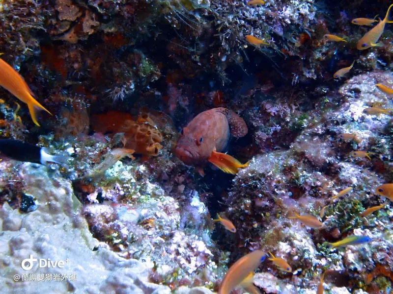 #60 Shuangshiyen Outer reef