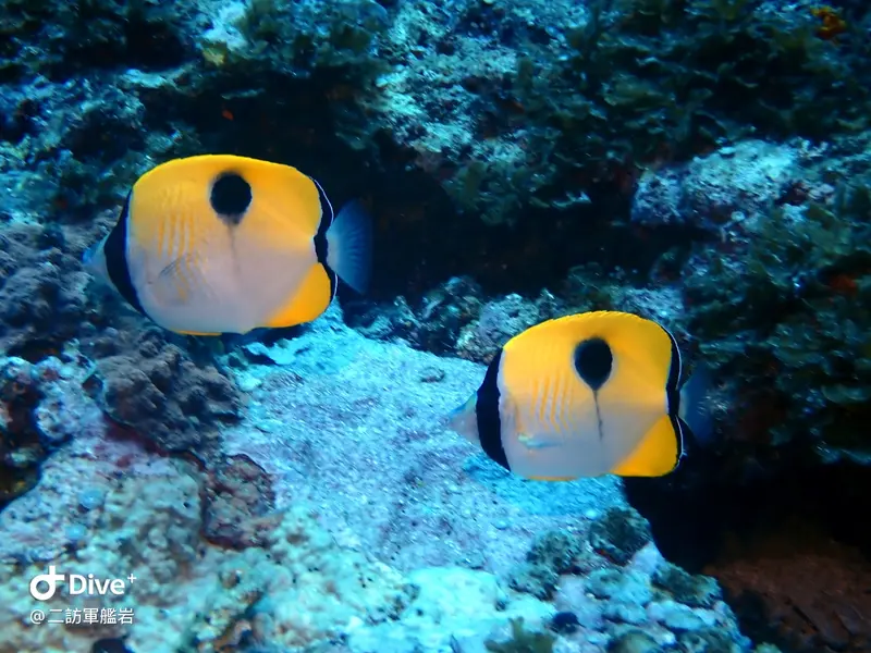 一點蝴蝶魚 Chaetodon unimaculatus