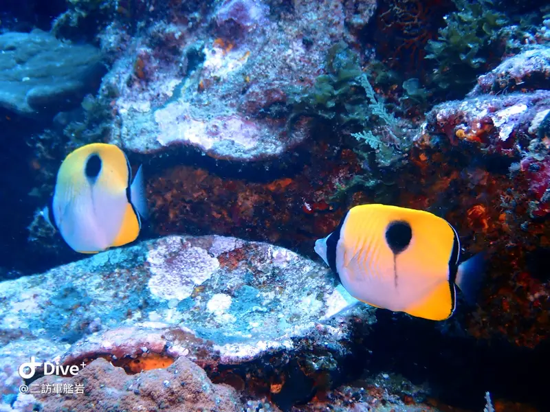 一點蝴蝶魚 Chaetodon unimaculatus