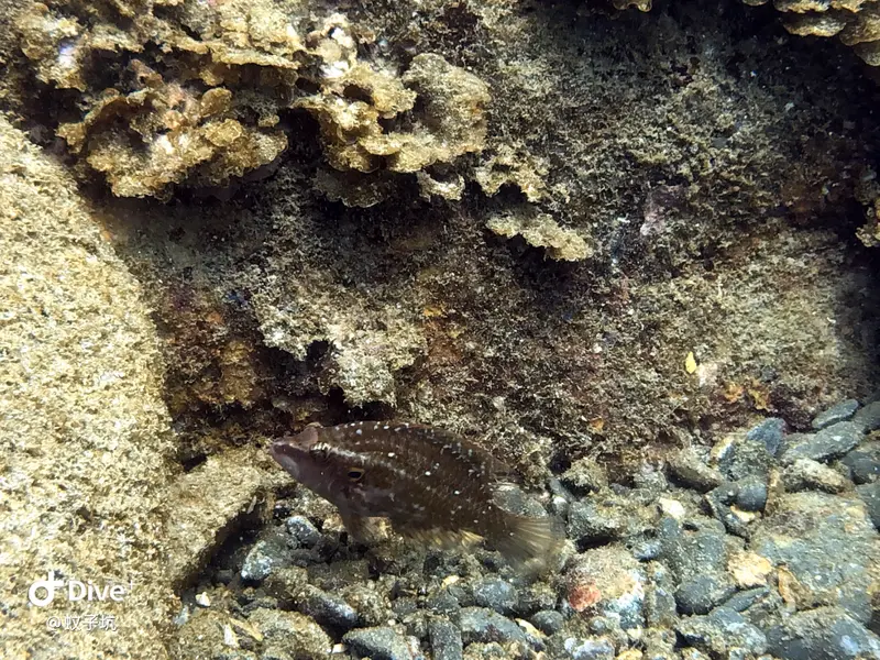 #63 Mosquito Hole