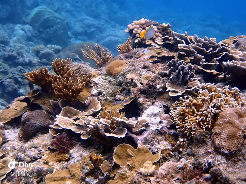 #67 Chai Kou Diving Area