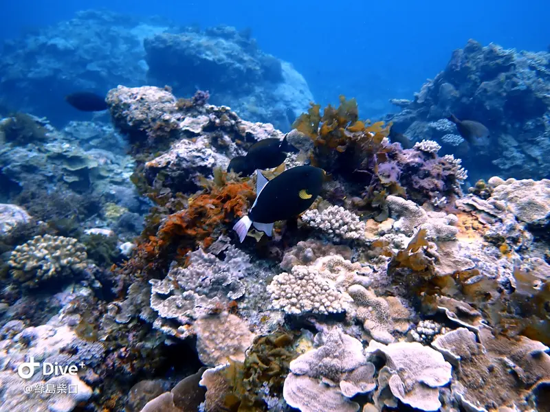 #67 Chai Kou Diving Area
