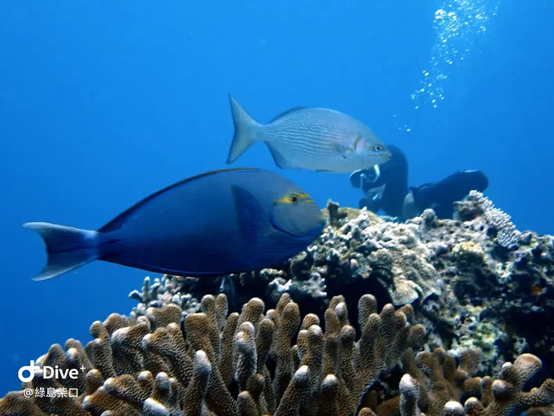 #68 Chai Kou Diving Area