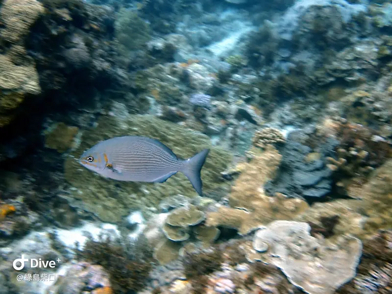 #68 Chai Kou Diving Area