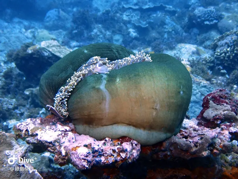 #68 Chai Kou Diving Area