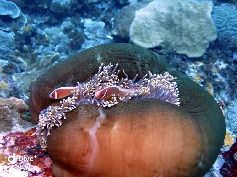 #68 Chai Kou Diving Area