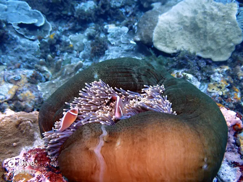 #68 Chai Kou Diving Area