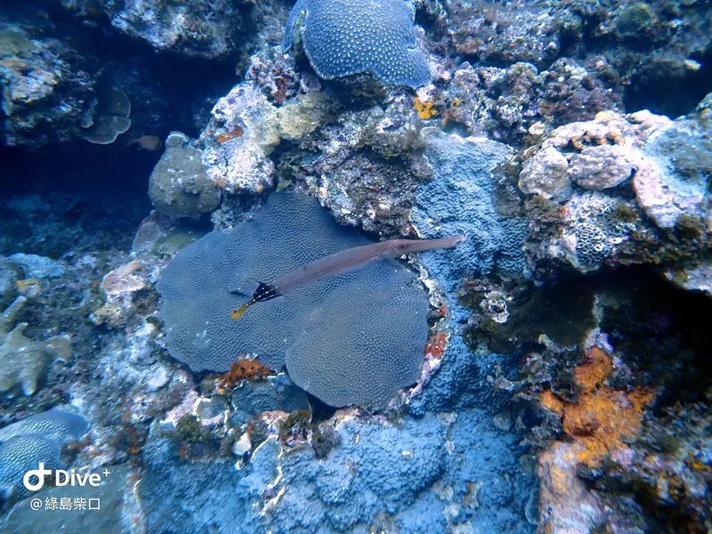 #68 Chai Kou Diving Area