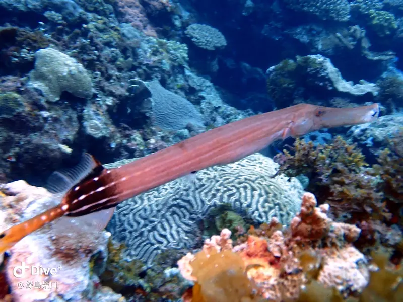#68 Chai Kou Diving Area