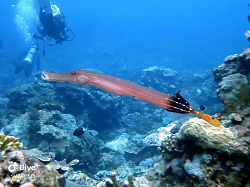 #68 Chai Kou Diving Area