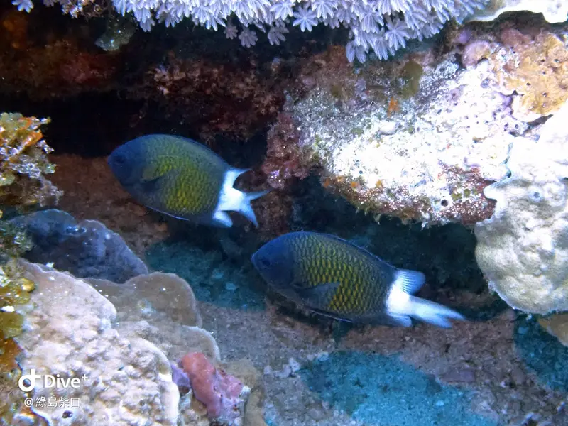 #68 Chai Kou Diving Area