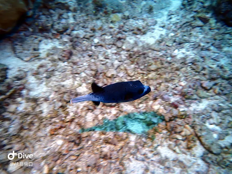 #68 Chai Kou Diving Area